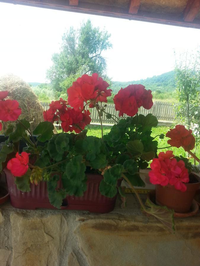 Pensiunea Agroturistica Ioana Farm stay Bradulet